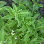 plante-stevia-sucre