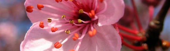 Les allergies reviennent avec le printemps