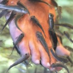 fish pedicure