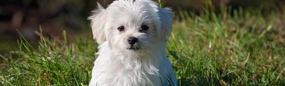 Les meilleures façons de prendre soin de votre animal pendant la COVID-19