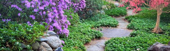 La nature comme thérapie : renouer avec soi-même à travers le jardinage